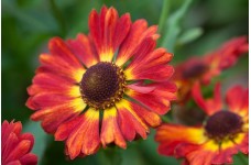 HELENIUM AUTUMNALE SALSA MARIACHI SEEDS - 50 SEEDS HELENIUM AUTUMNALE SALSA MARIACHI SEEDS - 50 SEEDS