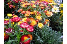 HELICHRYSUM BRACTEATUM STRAW FLOWER SWISS GIANT MIXED SEEDS - 250 SEEDS HELICHRYSUM BRACTEATUM STRAW FLOWER SWISS GIANT MIXED SEEDS - 250 SEEDS