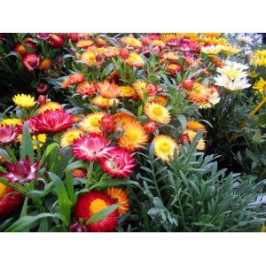 HELICHRYSUM BRACTEATUM STRAW FLOWER SWISS GIANT MIXED SEEDS - 250 SEEDS HELICHRYSUM BRACTEATUM STRAW FLOWER SWISS GIANT MIXED SEEDS - 250 SEEDS