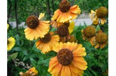 HELENIUM AUTUMNALE SAHIN'S SEEDS - EARLY FLOWERER - 50 SEEDS HELENIUM AUTUMNALE SAHIN'S SEEDS - EARLY FLOWERER - 50 SEEDS