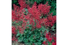 HEUCHERA SANGUINEA BRESSINGHAM HYBRIDS - CORAL BELLS - 250 SEEDS HEUCHERA SANGUINEA BRESSINGHAM HYBRIDS - CORAL BELLS - 250 SEEDS