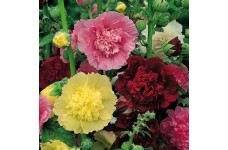HOLLYHOCK CHATERS DOUBLE SEEDS - ALCEA ROSEA - MIXED COLOUR - 50 SEEDS HOLLYHOCK CHATERS DOUBLE SEEDS - ALCEA ROSEA - MIXED COLOUR - 50 SEEDS