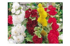 HOLLYHOCK SUMMER CARNIVAL MIXED SEEDS - 50 SEEDS HOLLYHOCK SUMMER CARNIVAL MIXED SEEDS - 50 SEEDS
