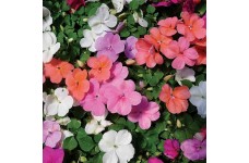 IMPATIENS WALLERIANA - BUSY LIZZIE DWARF MIX - 100 SEEDS IMPATIENS WALLERIANA - BUSY LIZZIE DWARF MIX - 100 SEEDS