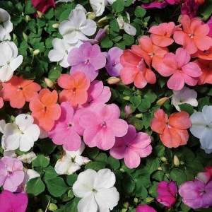 IMPATIENS WALLERIANA - BUSY LIZZIE DWARF MIX - 100 SEEDS IMPATIENS WALLERIANA - BUSY LIZZIE DWARF MIX - 100 SEEDS