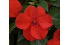 IMPATIENS WALLERIANA BUSY LIZZIE DWARF BABY SCARLET SEEDS - 100 SEEDS IMPATIENS WALLERIANA BUSY LIZZIE DWARF BABY SCARLET SEEDS - 100 SEEDS