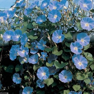 IPOMOEA MORNING GLORY - CLARKS HEAVENLY BLUE - CLIMBER - 50 SEEDS IPOMOEA MORNING GLORY - CLARKS HEAVENLY BLUE - CLIMBER - 50 SEEDS