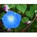IPOMOEA MORNING GLORY - CLARKS HEAVENLY BLUE - CLIMBER - 50 SEEDS IPOMOEA MORNING GLORY - CLARKS HEAVENLY BLUE - CLIMBER - 50 SEEDS
