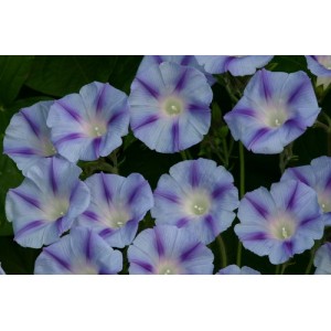 IPOMOEA PURPUREA DACAPO LIGHT BLUE SEEDS - MORNING GLORY CLIMBER - 50 SEEDS IPOMOEA PURPUREA DACAPO LIGHT BLUE SEEDS - MORNING GLORY CLIMBER - 50 SEEDS