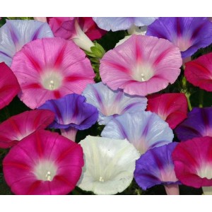 IPOMOEA MORNING GLORY FLYING SAUCER MIX SEEDS - MIXED COLOUR STRIPED FLOWERS - 50 SEEDS IPOMOEA MORNING GLORY FLYING SAUCER MIX SEEDS - MIXED COLOUR STRIPED FLOWERS - 50 SEEDS