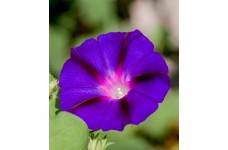 IPOMOEA MORNING GLORY SEEDS - GRANPA OTT CLIMBER - PURPLE FLOWERS - 50 SEEDS IPOMOEA MORNING GLORY SEEDS - GRANPA OTT CLIMBER - PURPLE FLOWERS - 50 SEEDS