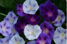 IPOMOEA MORNING GLORY MIX SEEDS - PURPLE, BLUE & WHITE FLOWERS - 50 SEEDS IPOMOEA MORNING GLORY MIX SEEDS - PURPLE, BLUE & WHITE FLOWERS - 50 SEEDS