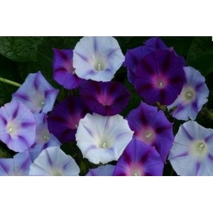 IPOMOEA MORNING GLORY MIX SEEDS - PURPLE, BLUE & WHITE FLOWERS - 50 SEEDS IPOMOEA MORNING GLORY MIX SEEDS - PURPLE, BLUE & WHITE FLOWERS - 50 SEEDS