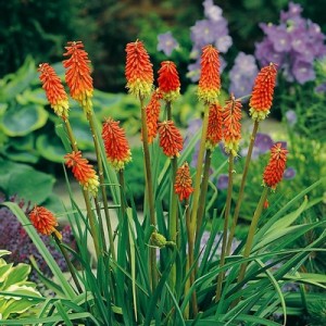 KNIPHOFIA UVARIA SEEDS - RED HOT POKER - 50 SEEDS KNIPHOFIA UVARIA SEEDS - RED HOT POKER - 50 SEEDS