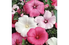 LAVATERA TRIMESTRIS - ROSE MALLOW TRIMESTRIS MIX - 100 SEEDS LAVATERA TRIMESTRIS - ROSE MALLOW TRIMESTRIS MIX - 100 SEEDS