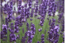 LAVENDER ANGUSTIFOLIA HIDCOTE SEEDS - BLUE PERENNIAL - 100 SEEDS LAVENDER ANGUSTIFOLIA HIDCOTE SEEDS - BLUE PERENNIAL - 100 SEEDS