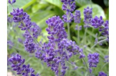 LAVENDER - COMMON ENGLISH LAVANDULA ANGUSTIFOLIA - 100 PERENNIAL SEEDS LAVENDER - COMMON ENGLISH LAVANDULA ANGUSTIFOLIA - 100 PERENNIAL SEEDS