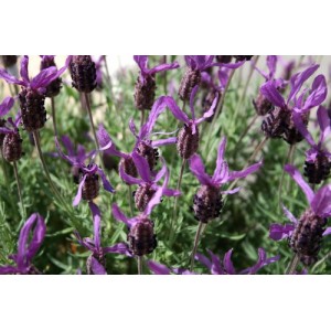 LAVENDER - LAVANDULA STOECHAS - FRENCH LAVENDER - 50 SEEDS LAVENDER - LAVANDULA STOECHAS - FRENCH LAVENDER - 50 SEEDS
