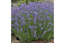 LAVENDER MUNSTEAD DWARF SEEDS - LAVANDULA ANGUSTIFOLIA - 100 SEEDS LAVENDER MUNSTEAD DWARF SEEDS - LAVANDULA ANGUSTIFOLIA - 100 SEEDS