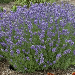 LAVENDER MUNSTEAD DWARF SEEDS - LAVANDULA ANGUSTIFOLIA - 100 SEEDS LAVENDER MUNSTEAD DWARF SEEDS - LAVANDULA ANGUSTIFOLIA - 100 SEEDS