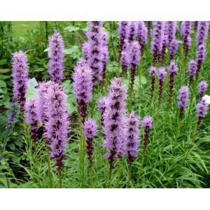 LIATRIS SPICATA BLUE / PURPLE SEEDS - DENSE BLAZING STAR - BUTTON SNAKEWORT - 100 SEEDS