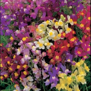 LINARIA MAROCCANA FAIRY BOUQUET MIX - TOADFLAX - 1000 SEEDS LINARIA MAROCCANA FAIRY BOUQUET MIX - TOADFLAX - 1000 SEEDS