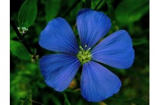 LINUM PERENNE - BLUE FLAX PERENNIAL SEEDS - 100 SEEDS LINUM PERENNE - BLUE FLAX PERENNIAL SEEDS - 100 SEEDS