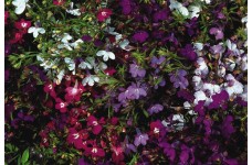 LOBELIA ERINUS PENDULA FOUNTAIN MIX - TRAILING - 500 SEEDS LOBELIA ERINUS PENDULA FOUNTAIN MIX - TRAILING - 500 SEEDS