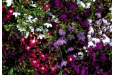 LOBELIA STRING OF PEARLS SEEDS - MIXED COLOUR FLOWERS - COMPACT PLANT - 500 SEEDS LOBELIA STRING OF PEARLS SEEDS - MIXED COLOUR FLOWERS - COMPACT PLANT - 500 SEEDS