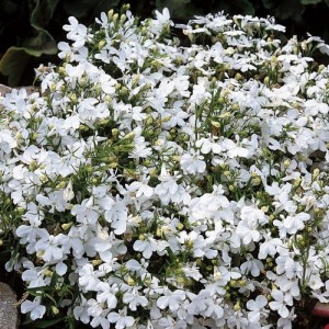 LOBELIA ERINUS WHITE LADY SEEDS - PURE WHITE FLOWERS - UPRIGHT PLANT - 500 SEEDS LOBELIA ERINUS WHITE LADY SEEDS - PURE WHITE FLOWERS - UPRIGHT PLANT - 500 SEEDS