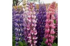 LUPINUS RUSSEL MIX SEEDS - LUPIN / LUPINE - 50 SEEDS LUPINUS RUSSEL MIX SEEDS - LUPIN / LUPINE - 50 SEEDS