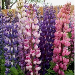 LUPINUS RUSSEL MIX SEEDS - LUPIN / LUPINE - 50 SEEDS LUPINUS RUSSEL MIX SEEDS - LUPIN / LUPINE - 50 SEEDS