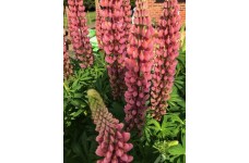 LUPIN LUPINE LUPINUS GALLERY PINK SEEDS - 25 SEEDS LUPIN LUPINE LUPINUS GALLERY PINK SEEDS - 25 SEEDS