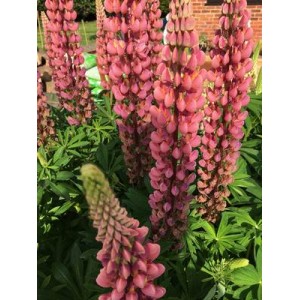 LUPIN LUPINE LUPINUS GALLERY PINK SEEDS - 25 SEEDS LUPIN LUPINE LUPINUS GALLERY PINK SEEDS - 25 SEEDS