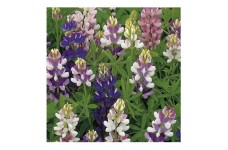 LUPIN LUPINE LUPINUS PIXIE DELIGHT MIXED SEEDS - 50 SEEDS LUPIN LUPINE LUPINUS PIXIE DELIGHT MIXED SEEDS - 50 SEEDS