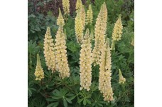 LUPIN LUPINE LUPINUS RUSSELL CHANDELIER SEEDS - YELLOW FLOWERS - 50 SEEDS LUPIN LUPINE LUPINUS RUSSELL CHANDELIER SEEDS - YELLOW FLOWERS - 50 SEEDS