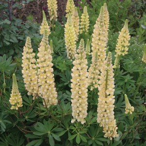 LUPIN LUPINE LUPINUS RUSSELL CHANDELIER SEEDS - YELLOW FLOWERS - 50 SEEDS LUPIN LUPINE LUPINUS RUSSELL CHANDELIER SEEDS - YELLOW FLOWERS - 50 SEEDS