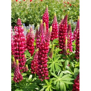 thumbnail image 2 of How To Harvest Lupine Seeds - Pro Tips For Sowing Or Eating | Homes And 2 of 14