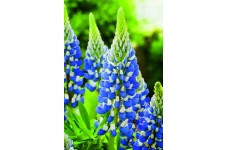 LUPIN LUPINE LUPINUS THE GOVERNOR SEEDS - BLUE & WHITE FLOWERS - 50 SEEDS LUPIN LUPINE LUPINUS THE GOVERNOR SEEDS - BLUE & WHITE FLOWERS - 50 SEEDS