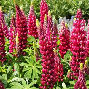 LUPIN RUSSEL THE PAGES CARMINE SEEDS - LUPINE LUPINUS RED FLOWERS - 50 SEEDS LUPIN RUSSEL THE PAGES CARMINE SEEDS - LUPINE LUPINUS RED FLOWERS - 50 SEEDS