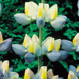 LUPIN LUPINE LUPINUS CRUICKSHANKII SUNRISE SEEDS - AZURE BLUE, YELLOW & WHITE - 10 SEEDS LUPIN LUPINE LUPINUS CRUICKSHANKII SUNRISE SEEDS - AZURE BLUE, YELLOW & WHITE - 10 SEEDS