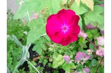 LYCHNIS CORONARIA SEEDS - ROSE MAGENTA SHOCKING PINK - 100 SEEDS LYCHNIS CORONARIA SEEDS - ROSE MAGENTA SHOCKING PINK - 100 SEEDS