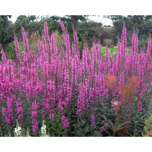 LYTHRUM ROSY GEM SEEDS - PURPLE LOOSESTRIFE - 500 SEEDS LYTHRUM ROSY GEM SEEDS - PURPLE LOOSESTRIFE - 500 SEEDS