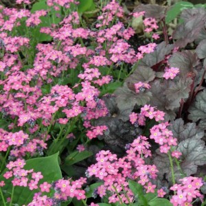 MYOSOTIS ALPESTRIS ROSE SEEDS - PINK FORGET ME NOT - 200 SEEDS MYOSOTIS ALPESTRIS ROSE SEEDS - PINK FORGET ME NOT - 200 SEEDS