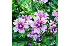 MALVA SYLVESTRIS ZEBRINA SEEDS - 50 SEEDS MALVA SYLVESTRIS ZEBRINA SEEDS - 50 SEEDS
