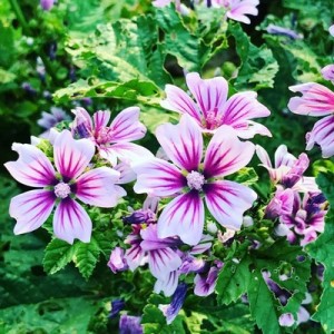 MALVA SYLVESTRIS ZEBRINA SEEDS - 50 SEEDS MALVA SYLVESTRIS ZEBRINA SEEDS - 50 SEEDS