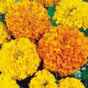 MARIGOLD AFRICAN HEIRLOOM CRACKERJACK SEEDS - YELLOW & ORANGE DOUBLE FLOWERS - 100 SEEDS MARIGOLD AFRICAN HEIRLOOM CRACKERJACK SEEDS - YELLOW & ORANGE DOUBLE FLOWERS - 100 SEEDS