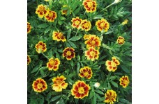 MARIGOLD TAGETES DWARF FRENCH LEGION D'ONORE SEEDS (LEGION OF HONOUR) - 100 SEEDS MARIGOLD TAGETES DWARF FRENCH LEGION D'ONORE SEEDS (LEGION OF HONOUR) - 100 SEEDS