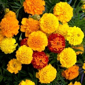MARIGOLD DWARF FRENCH - PETITE MIXTURE SEEDS - YELLOW & ORANGE - 100 SEEDS