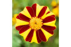 MARIGOLD TAGETES PATULA DWARF FRENCH MR MAJESTIC SEEDS - 100 SEEDS MARIGOLD TAGETES PATULA DWARF FRENCH MR MAJESTIC SEEDS - 100 SEEDS